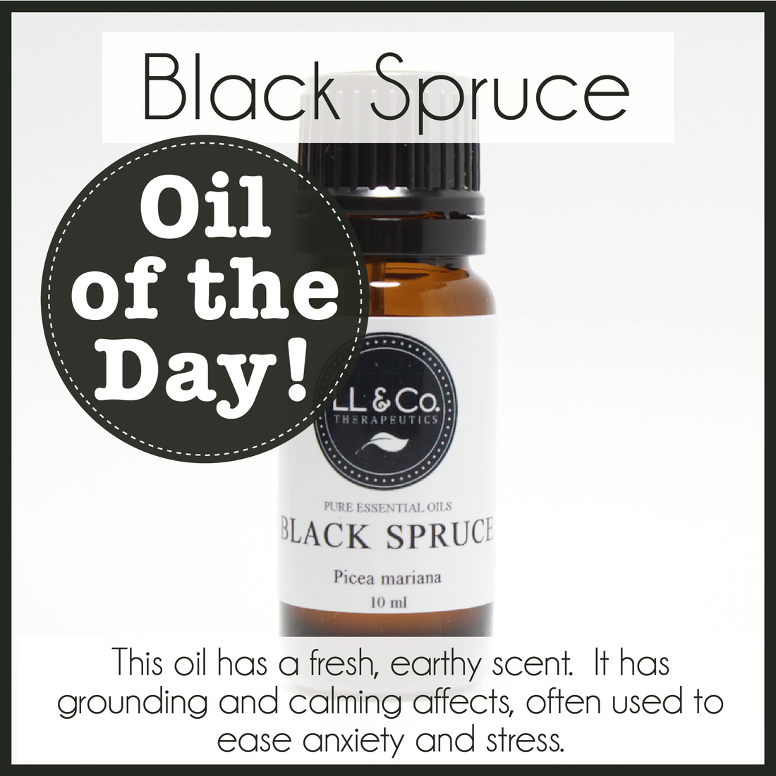 Oil of the Day - Black Spruce