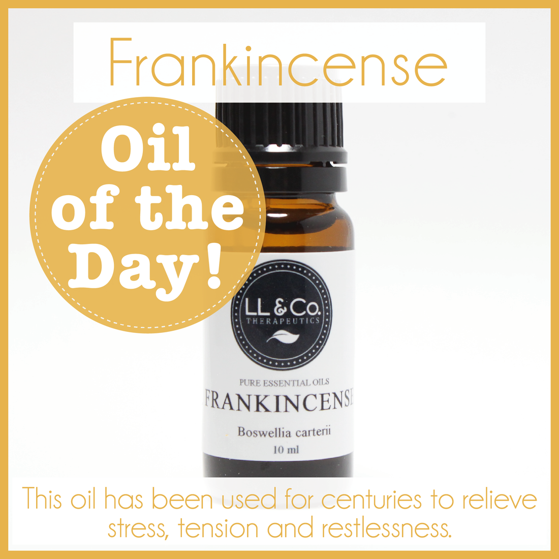 Oil of the Day - Frankincense