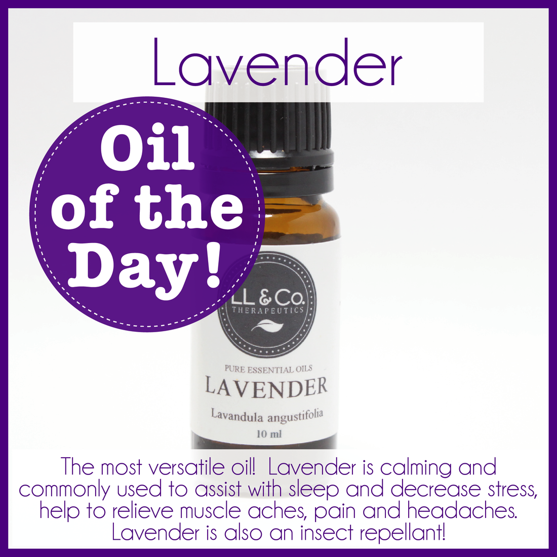Oil of the Day - Lavender