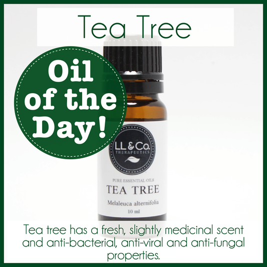 Oil of the Day - Tea Tree